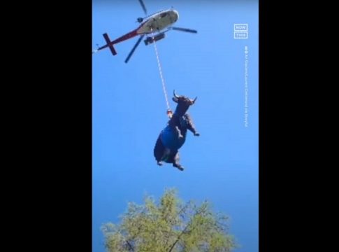 Κι όμως συνέβη! Στην Ελβετία πραγματοποίησαν αεροδιακομιδή αγελάδας επειδή έσπασε το πόδι της