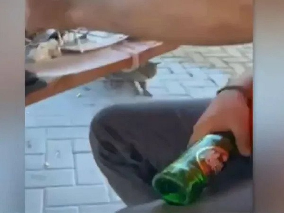 Οργή για κακοποίηση ζώου στην Θάσο: Χτύπησε γάτα με μπουκάλι και οι φίλοι του γελούσαν