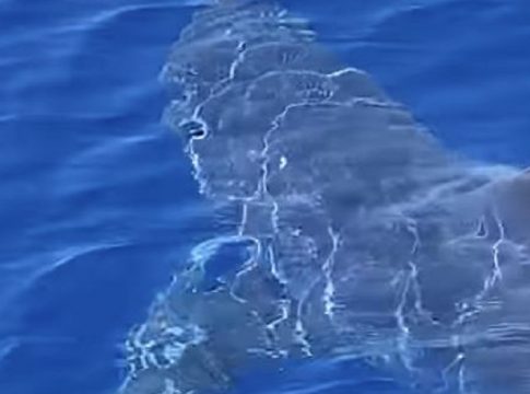 Καρχαρίας κολυμπάει μπροστά σε σκάφος έξω από το λιμάνι της Ζακύνθου