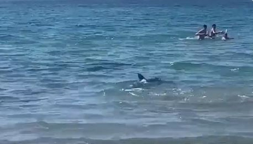 Καρχαρίας προκάλεσε πανικό σε παραλία στης Ισπανία – Λουόμενοι έτρεχαν να σωθούν