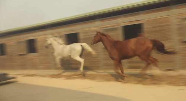 Στις φλόγες ο Ιππικός Όμιλος Αναβύσσου – Φοβισμένα άλογα τρέχουν να σωθούν