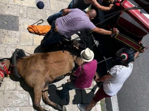 Θάνατος αλόγου στην Κέρκυρα: Παρέμβαση εισαγγελέα για τον βασανιστικό θάνατο του ζώου