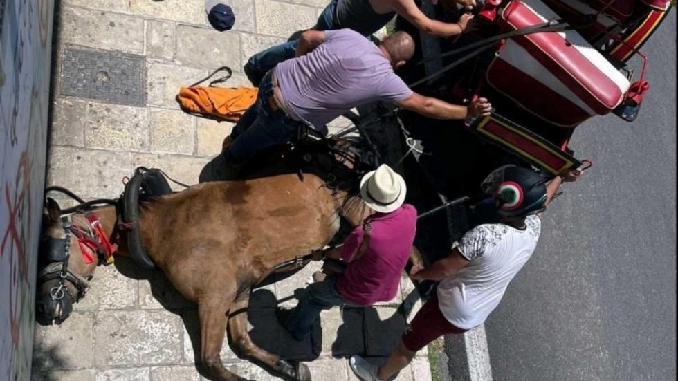 Θάνατος αλόγου στην Κέρκυρα: Παρέμβαση εισαγγελέα για τον βασανιστικό θάνατο του ζώου