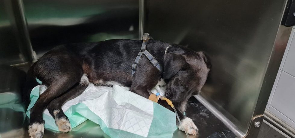 Κτηνωδία στην Κρήτη: Προσπάθησαν να ευνουχίσουν σκύλο – Έδεσαν με tie wrap τα γεννητικά του όργανα