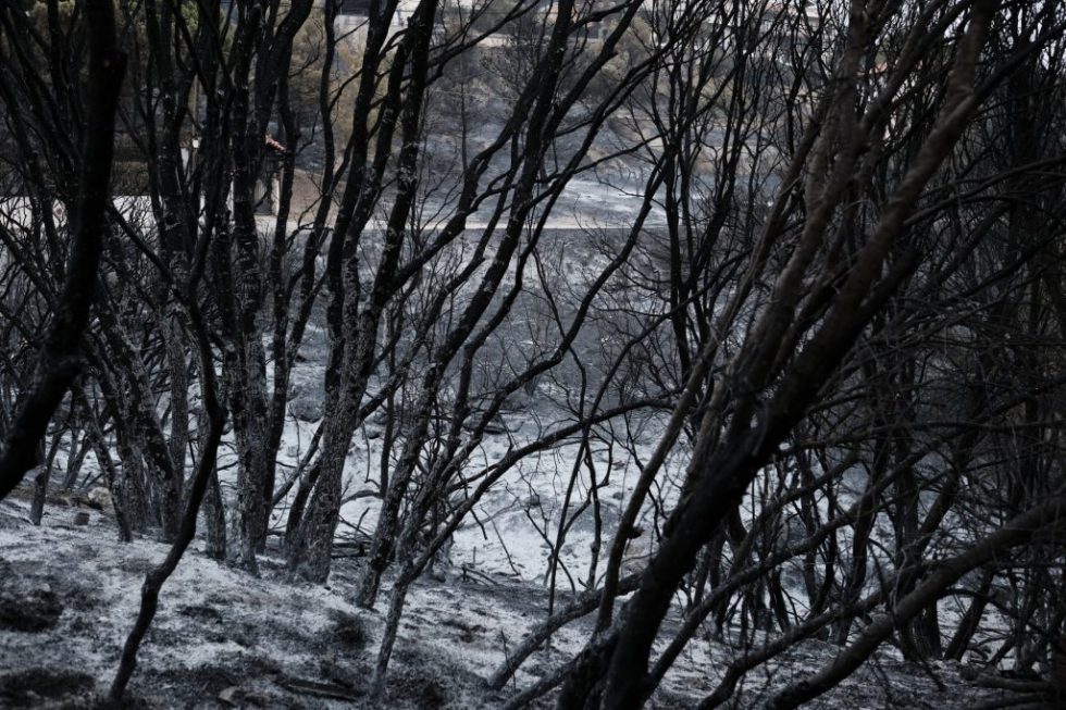 «Καμπανάκι» Γκάγκα: Λιγότερα δέντρα, σημαίνει χαμηλότερη ποιότητα αέρα που εισπνέουμε