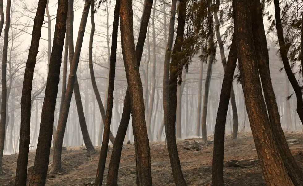 Τραγωδία! Εντοπίστηκαν 18 απανθρακωμένοι μετανάστες στο δάσος της Δαδιάς