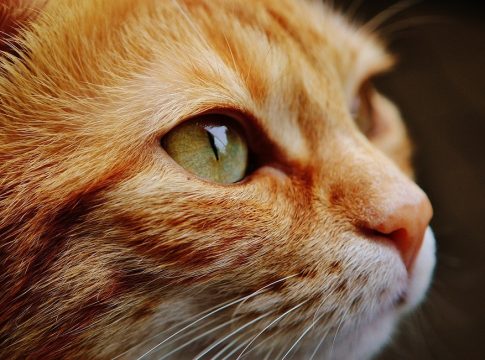 Στον ανακριτή ο άντρας που κατηγορείται ότι σκότωσε γάτα με καλάμι ψαρέματος