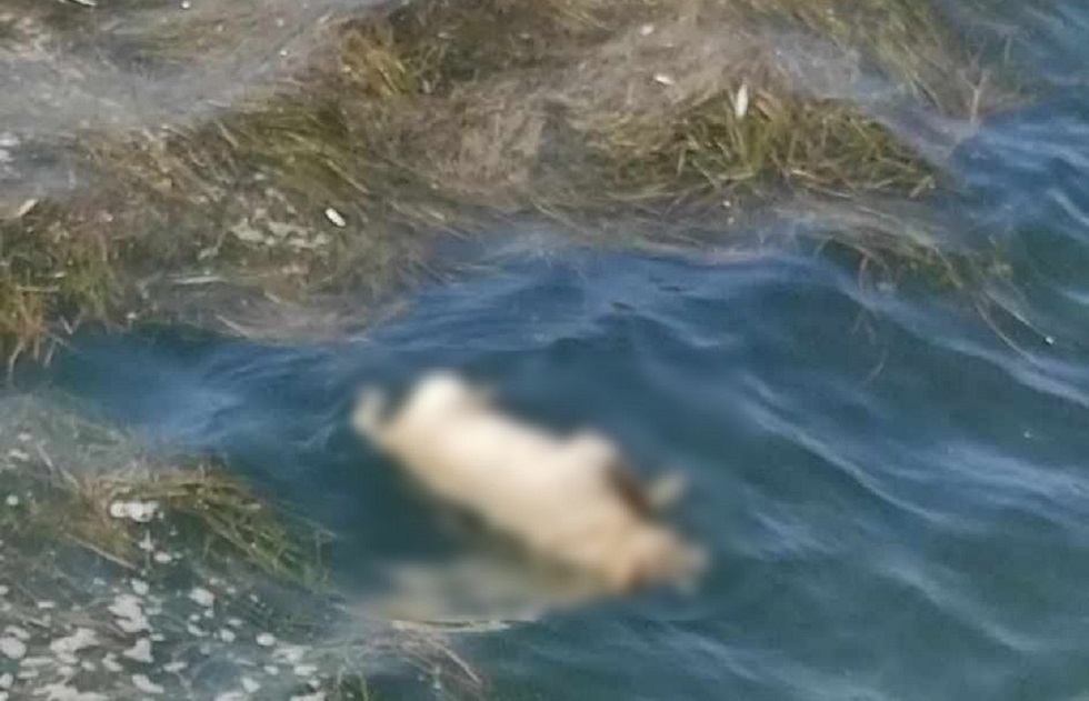 Σκυλάκι βρέθηκε να επιπλέει νεκρό στον Θερμαϊκό
