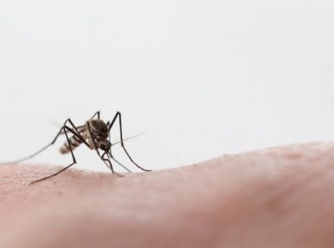 Ιός Δυτικού Νείλου: Ένας νεκρός και 12 κρούσματα την τελευταία εβδομάδα