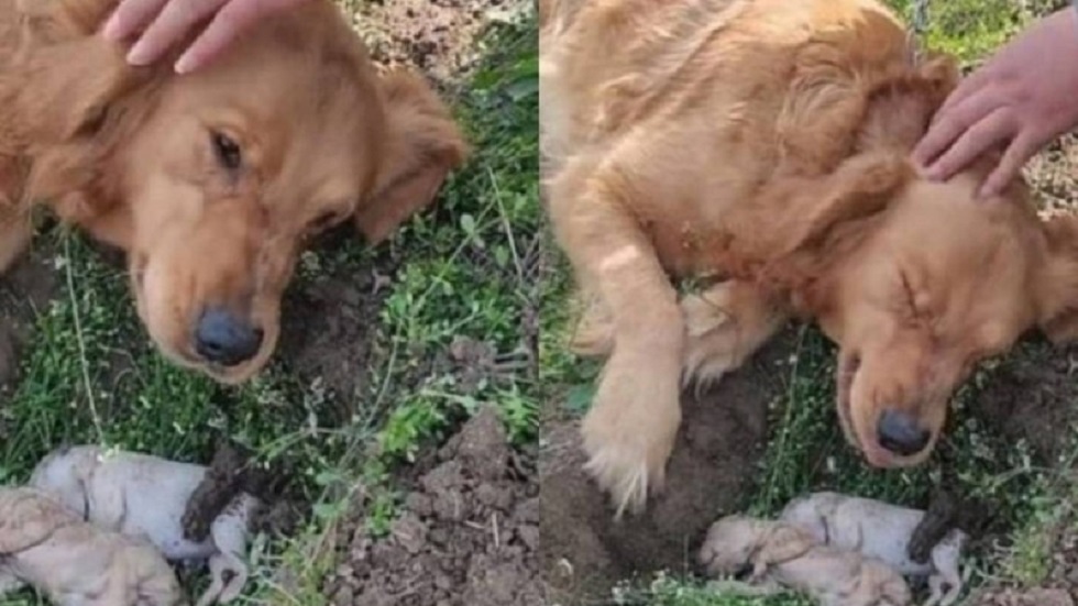 Σπαρακτικό: Σκυλίτσα έχασε στη γέννα τα μικρά της και σκάβει συντετριμμένη τον τάφο τους (vid)