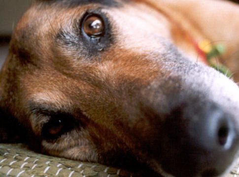 Στοιχεία-σοκ: 31% όσων κακοποιούν σεξουαλικά τα ζώα κάνουν το ίδιο σε παιδιά και ενήλικες