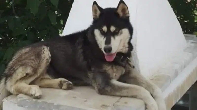 Κτηνωδια στην Αράχωβα: Αυτόπτης μάρτυρας έχει δει τον δράστη αλλά δεν μιλάει επειδή φοβάται – Σε ψυχολόγο ο ιδιοκτήτης του σκύλου