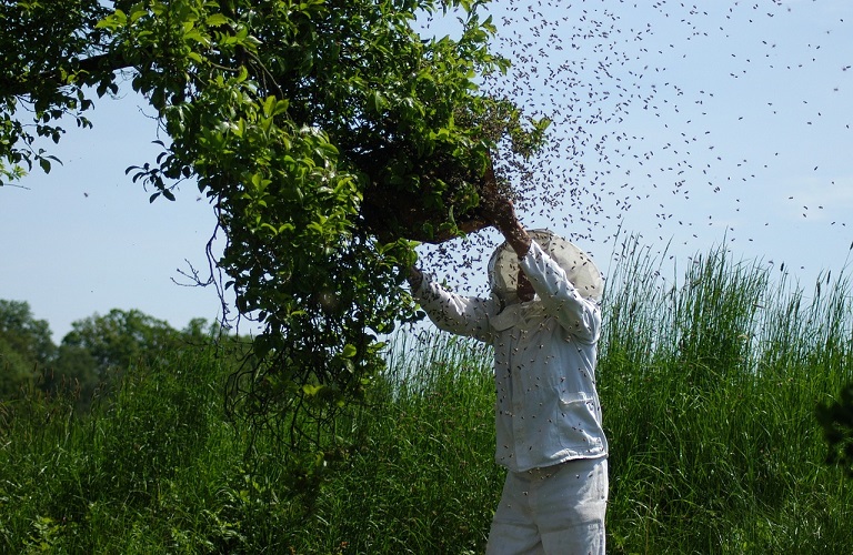 Μελισσοκόμοι: Προχωρούν σε πανελλαδική διαμαρτυρία την 1η Φεβρουαρίου