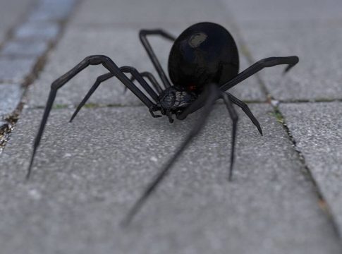 Τσίμπημα από αράχνη «μαύρη χήρα» δέχθηκε 35χρονος στη Λευκάδα