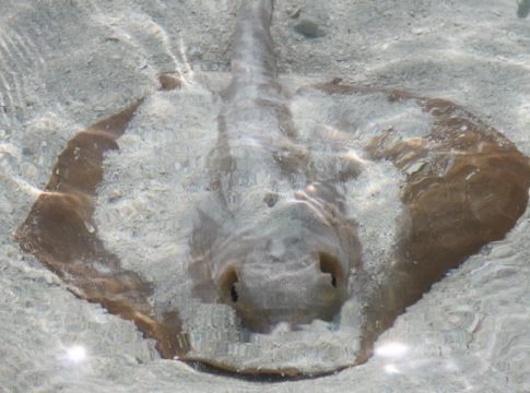 «Πάγωσαν» λουόμενοι στο Αγρίνιο: Έκανε βουτιά και ξαφνικά άρχισε να ουρλιάζει από πόνο, μόλις είδαν τι την τσίμπησε…