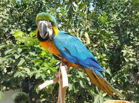 Απαράδεκτος ξενοδόχος έβαλε παπαγάλους κράχτες να φέρνουν κόσμο στο μαγαζί αλλά το πλήρωσε ακριβά όταν κατάλαβαν τι κάνει