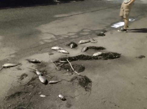 Βόλος: Δεκάδες νεκρά ψάρια ξεβράστηκαν στην παραλία