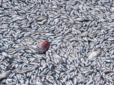 Εισαγγελική έρευνα για τα νεκρά ψάρια στον Παγασητικό