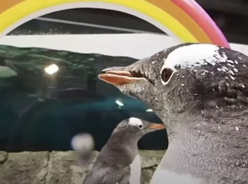 Αυστραλία: Πέθανε ο διάσημος γκέι πιγκουίνος Sphen – Ο τρόπος που τον αποχαιρέτησε ο σύντροφός του