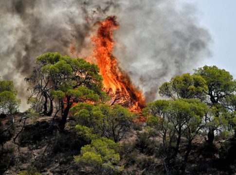 Φωτιά στη Φθιώτιδα – Κινητοποιήθηκαν εναέρια μέσα