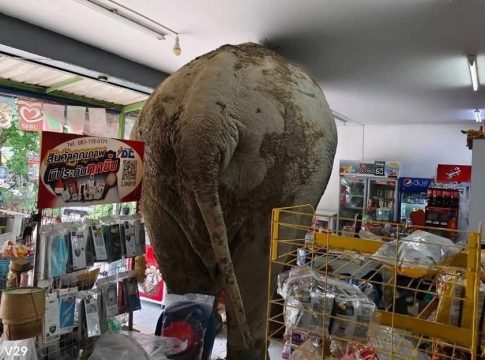 Ταϊλάνδη: Ελέφαντας «πελάτης» εισέβαλε σε μίνι μάρκετ… αναζητώντας λιχουδιές