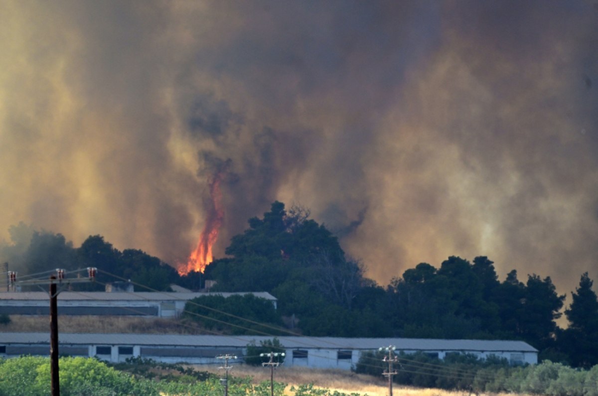 Κάηκαν χιλιάδες ζώα στην Εύβοια – Ολοκληρωτική καταστροφή σε κτηνοτροφικές μονάδες και στάβλους