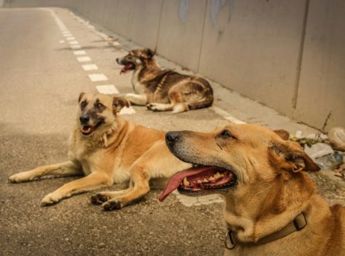 Χαλκίδα: Συγκλονίζει βίντεο με σκυλάκια να τρέχουν να σωθούν από τη φωτιά