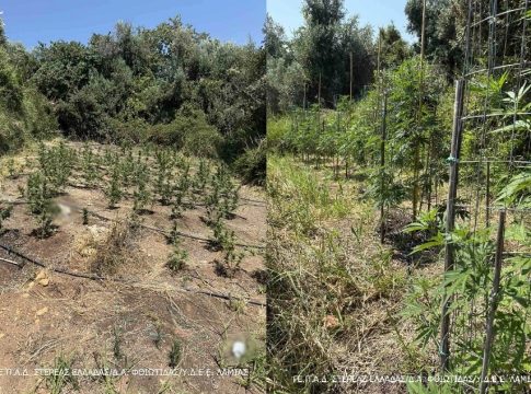 Φθιώτιδα: Συνελήφθη δημοτικός σύμβουλος με χασισοφυτείες – Βρέθηκαν όπλα και ναρκωτικά