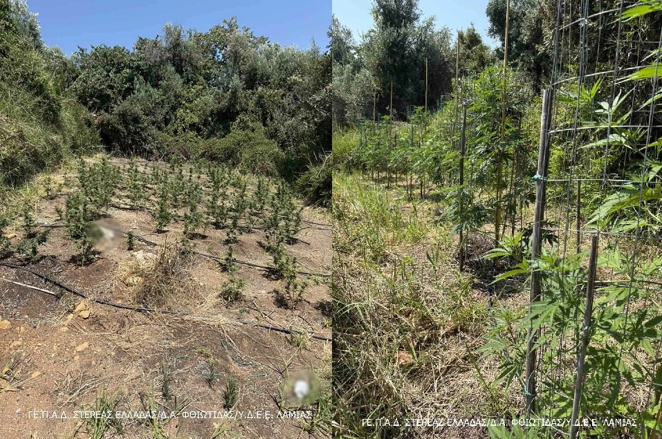 Φθιώτιδα: Συνελήφθη δημοτικός σύμβουλος με χασισοφυτείες – Βρέθηκαν όπλα και ναρκωτικά
