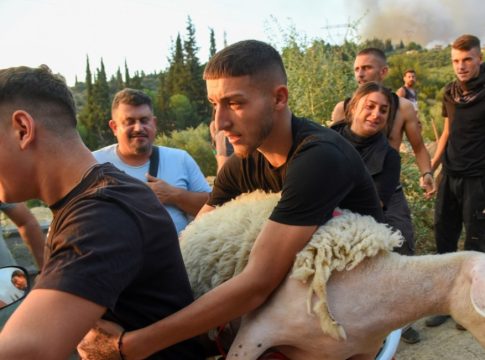 Επιχείρηση διάσωσης για τα ζώα στις πληγείσες από τη φωτιά περιοχές – Οι ενέργειες που έγιναν στην Πάτρα
