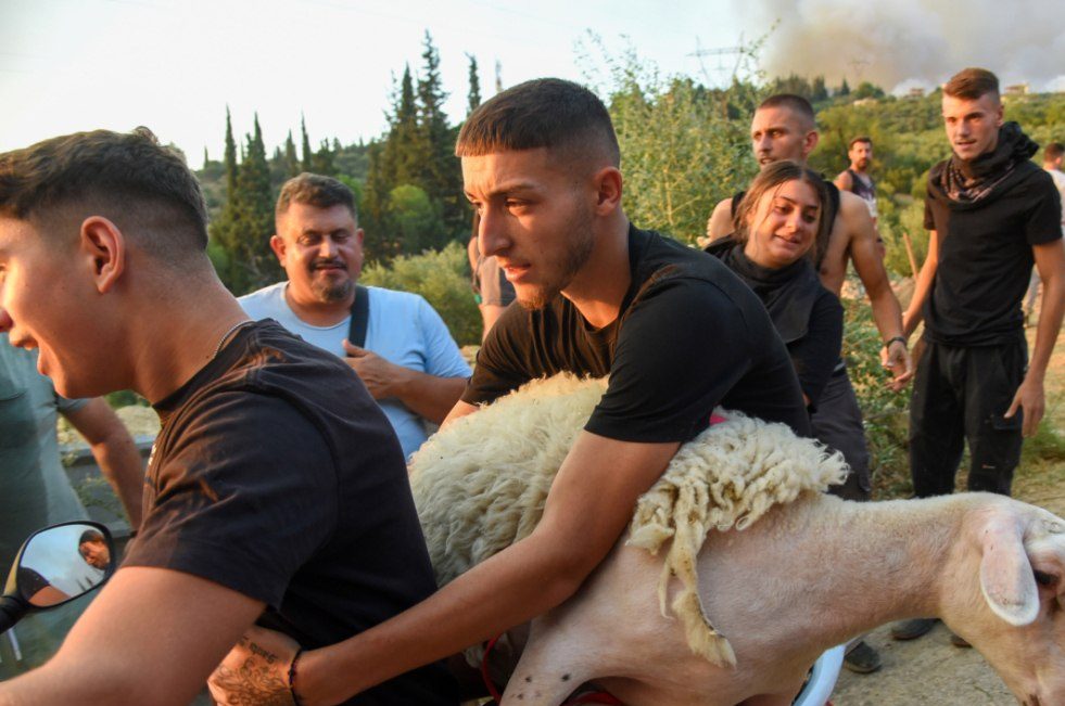 Επιχείρηση διάσωσης για τα ζώα στις πληγείσες από τη φωτιά περιοχές – Οι ενέργειες που έγιναν στην Πάτρα