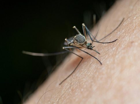 Ιός τσικουνγκούνια: Αυξάνονται τα κρούσματα στην Κίνα – Πώς μεταδίδεται, πόσο μεταδοτικός είναι, τα συμπτώματα