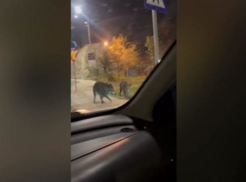 Αγριογούρουνα «κόβουν» βόλτα στο κέντρο του Βόλου