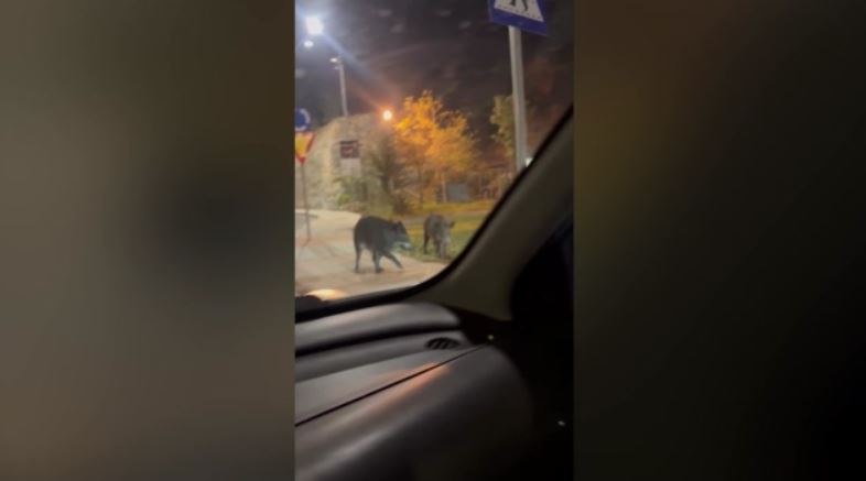 Αγριογούρουνα «κόβουν» βόλτα στο κέντρο του Βόλου