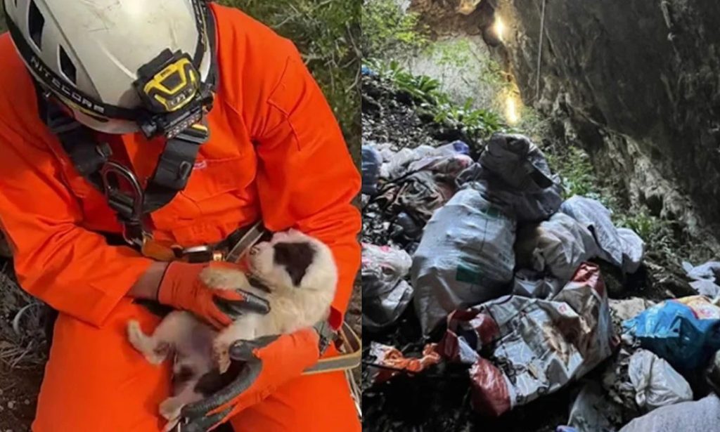 Νέα κτηνωδία-σοκ στην Ελλάδα: Πέταξαν κουτάβια σε γκρεμό 20 μέτρων, σώθηκε ένα που προστάτεψαν σακούλες σκουπιδιών