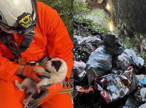 Νέα κτηνωδία-σοκ στην Ελλάδα: Πέταξαν κουτάβια σε γκρεμό 20 μέτρων, σώθηκε ένα που προστάτεψαν σακούλες σκουπιδιών