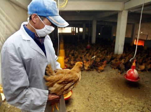 «Χειρότερη από την Covid» – Το Ινστιτούτο Παστέρ προειδοποιεί για κίνδυνο πανδημίας από γρίπη των πτηνών