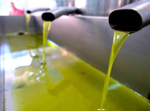 Κρήτη: Μείωση στην παραγωγή ελαιολάδου – Ο δάκος «ανέβασε» την οξύτητα