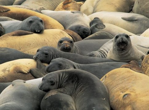 Η γρίπη των πτηνών αποδεκατίζει τους θαλάσσιους ελέφαντες της Ανταρκτικής