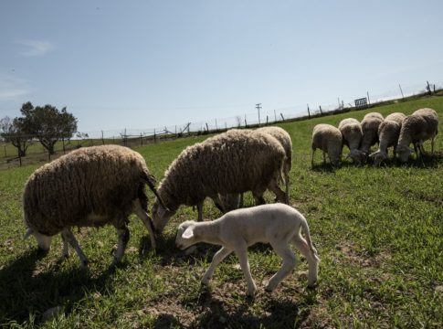 Ευλογιά προβάτων: Τα ποσά και οι δικαιούχοι των αγροτικών αποζημιώσεων για το χαμένο εισόδημα