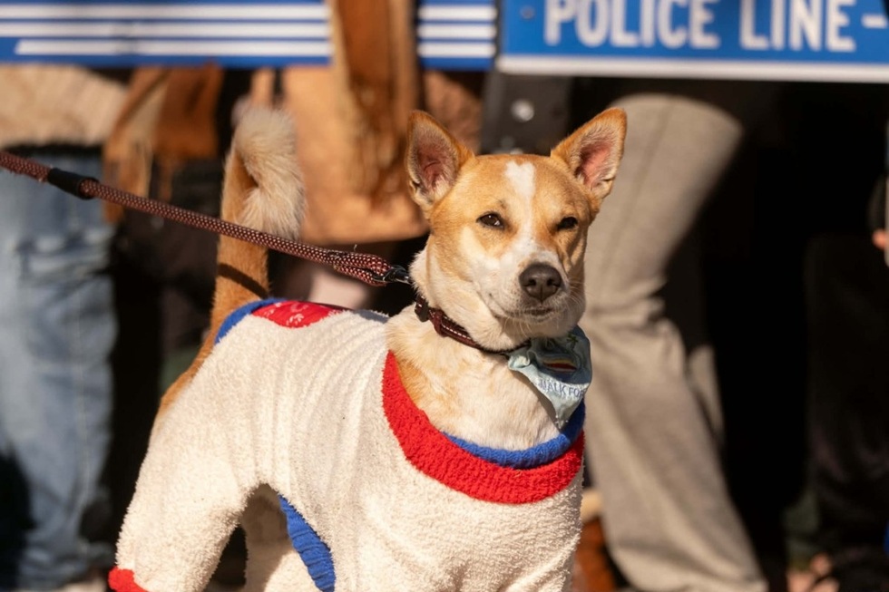 Αλόκα, ο προσκυνητής Λουκάνικος – «Φύλακας άγγελος» των Βουδιστών μοναχών για τη συμπόνια