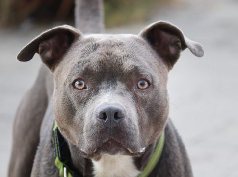 Τι αποφασίστηκε για το pitbull που σκότωσε το αγοράκι στη Ζάκυνθο