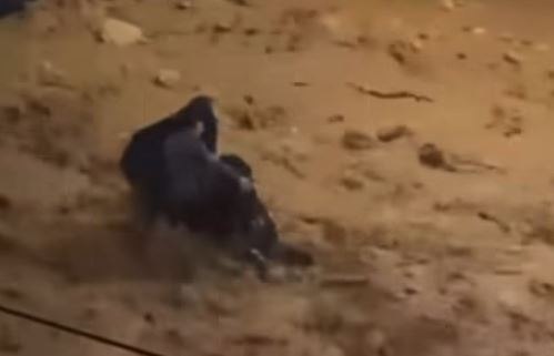 Δραματική διάσωση γυναίκας από ορμητικό χείμαρρο στη Γλυφάδα – Δείτε το συγκλονιστικό βίντεο