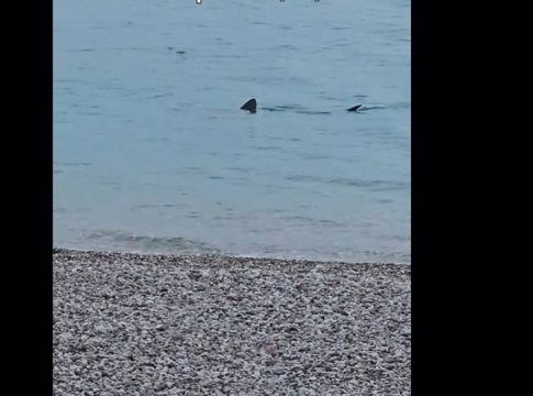 Λουτράκι: Επισκέπτες αντίκρισαν έναν μεγάλο καρχαρία να «κολυμπάει» δίπλα στην παραλία σε ρηχά νερά! (vid)