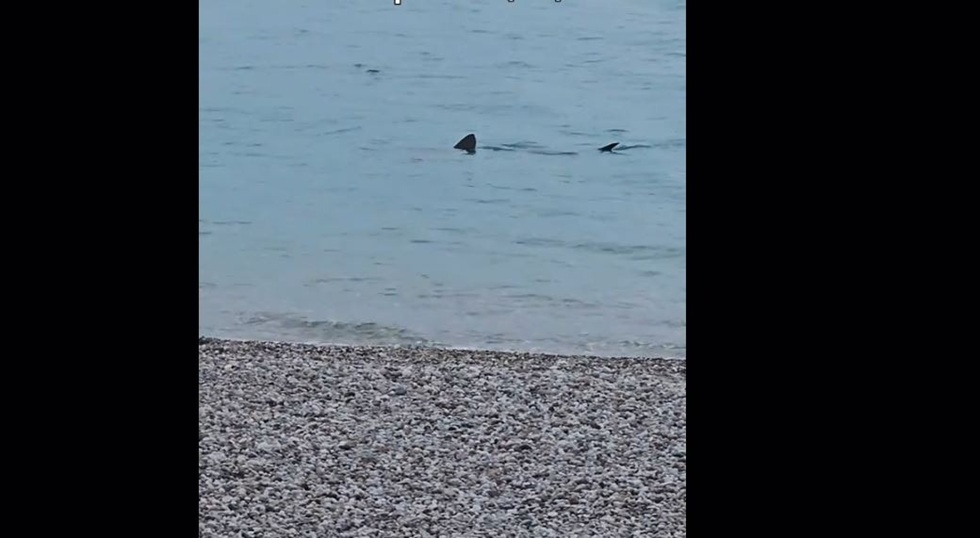 Λουτράκι: Επισκέπτες αντίκρισαν έναν μεγάλο καρχαρία να «κολυμπάει» δίπλα στην παραλία σε ρηχά νερά! (vid)