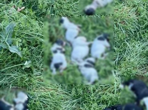 Κτηνωδία στο Ρέθυμνο – Μαζική θανάτωση 17 κουταβιών στο δήμο Αμαρίου