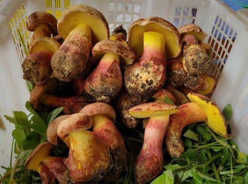 «Τα έβλεπαν να περπατούν στο πιάτο» – Το παραισθησιογόνο μανιτάρι που σε κάνει να βλέπεις ανθρωπάκια