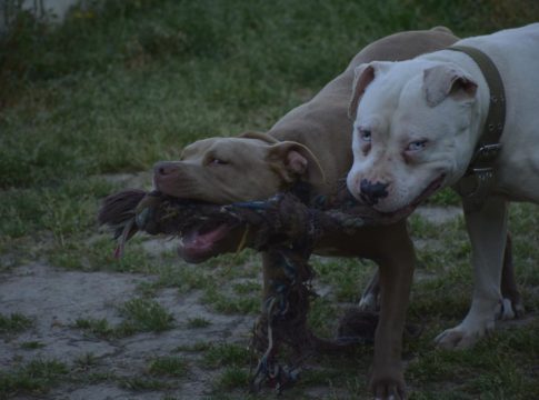 Ιταλία: Ένας 52χρονος άνδρας φαγώθηκε από τα τρία πεινασμένα πίτμπουλ του