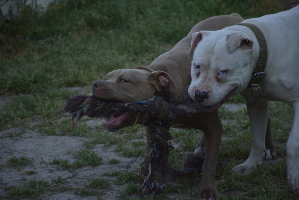 Ιταλία: Ένας 52χρονος άνδρας φαγώθηκε από τα τρία πεινασμένα πίτμπουλ του