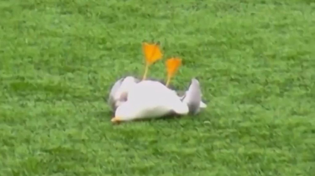 Τρομερή στιγμή στην Τουρκία: Τερματοφύλακας πετυχαίνει γλάρο με βολέ και συμπαίκτης τον σώζει με ΚΑΡΠΑ (vids)